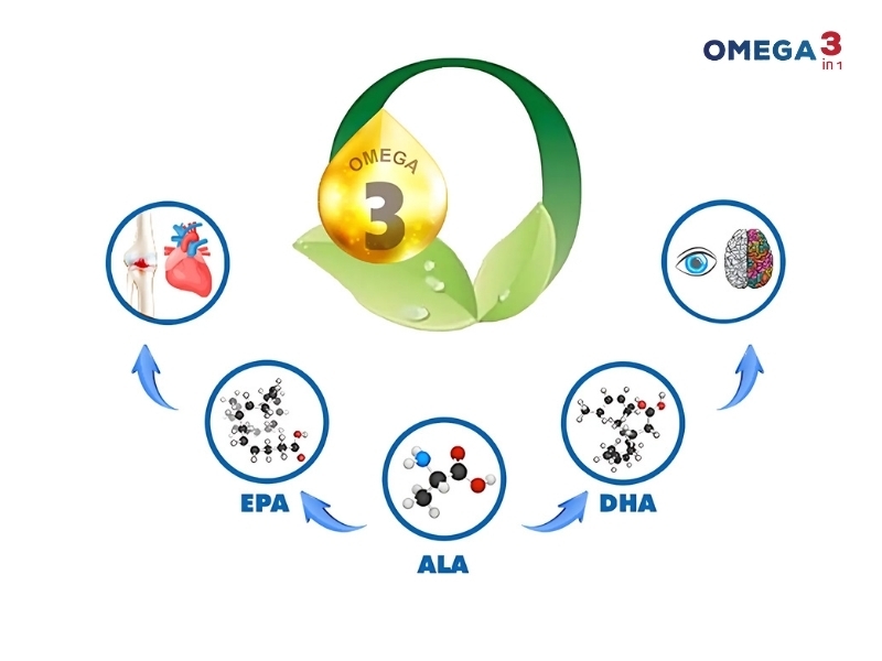 Bí Quyết Cân Bằng DHA Và EPA Từ Omega 3in1