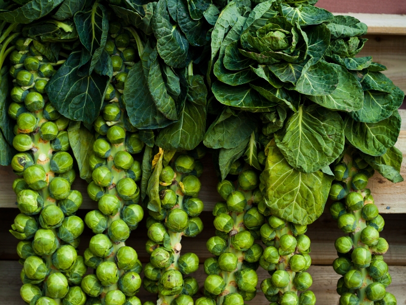 Những Nguồn Omega-3 Từ Thực Vật Giúp Cải Thiện Sức Khỏe Tim Mạch 5 Những Nguồn Omega-3 Từ Thực Vật Giúp Cải Thiện Sức Khỏe Tim Mạch