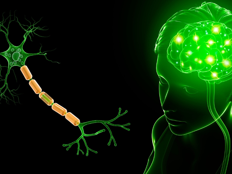 Omega-3 Hỗ Trợ Phát Triển Não Bộ Như Thế Nào? Lý Giải Từ Chuyên Gia 5 Omega-3 Hỗ Trợ Phát Triển Não Bộ Như Thế Nào?