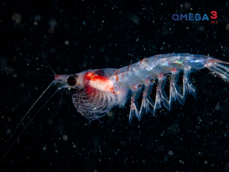 Dầu nhuyễn thể là gì? Công dụng, cách dùng và những điều cần biết