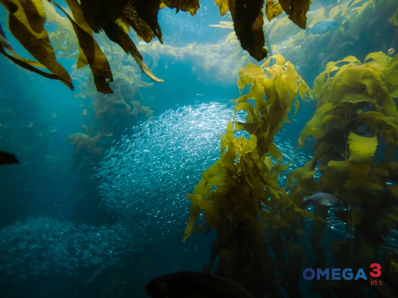 Dầu Tảo Là Gì? Công Dụng Và Những Điều Cần Biết 8 Dầu Tảo Là Gì? Công Dụng Và Những Điều Cần Biết