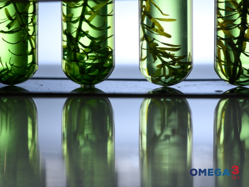 Dầu Tảo Là Gì? Công Dụng Và Những Điều Cần Biết 9 Dầu Tảo Là Gì? Công Dụng Và Những Điều Cần Biết